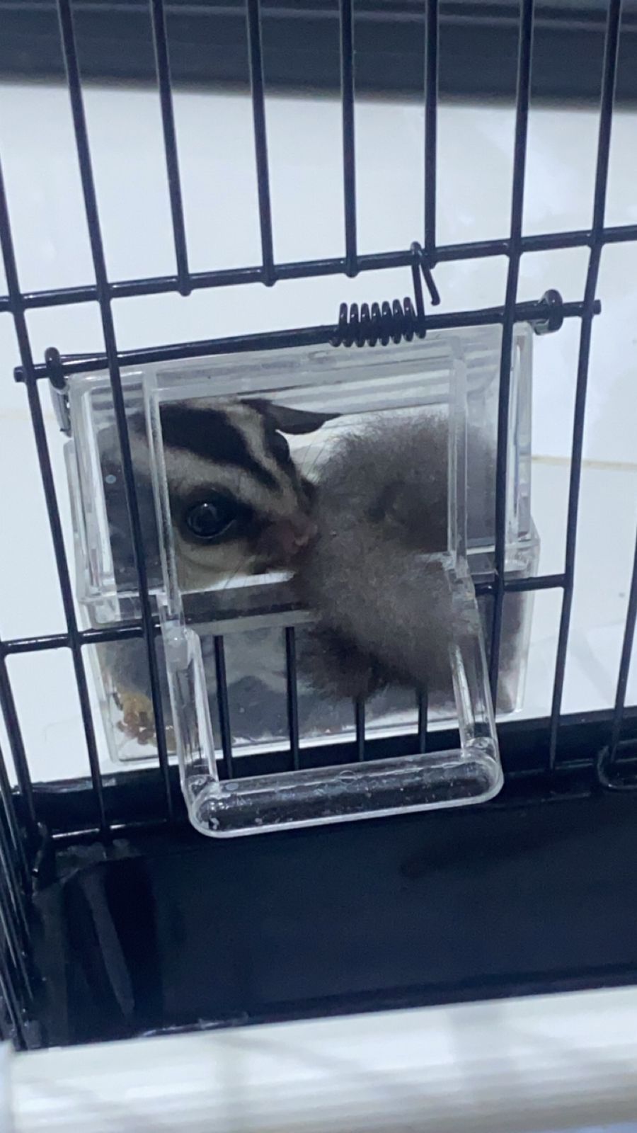 سنجاب طائر شوقر قلايدر