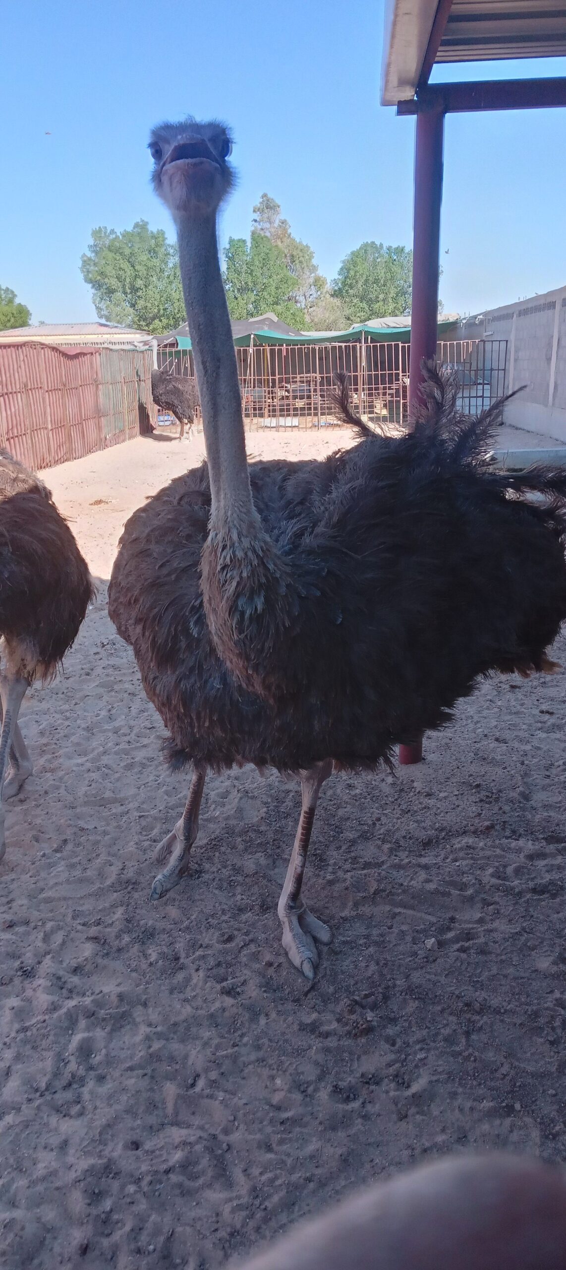 المنطقه الشرقيه مدينة السعيره