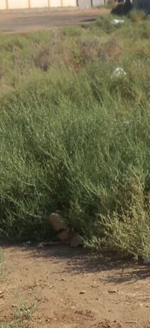 بحث عن عمل في مزرع وفي غنم لي التواصل علي الرقم 05