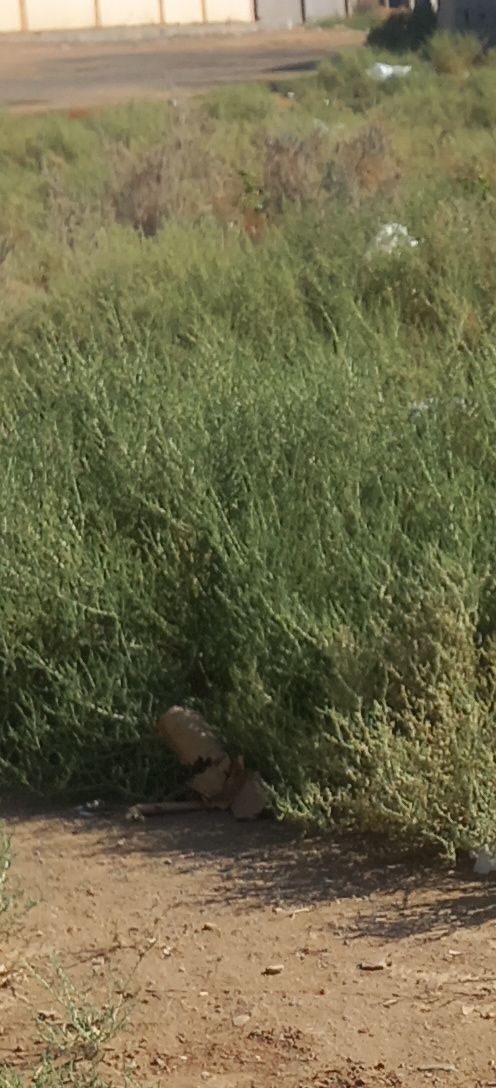 بحث عن عمل في مزرع وفي غنم لي التواصل علي الرقم 05