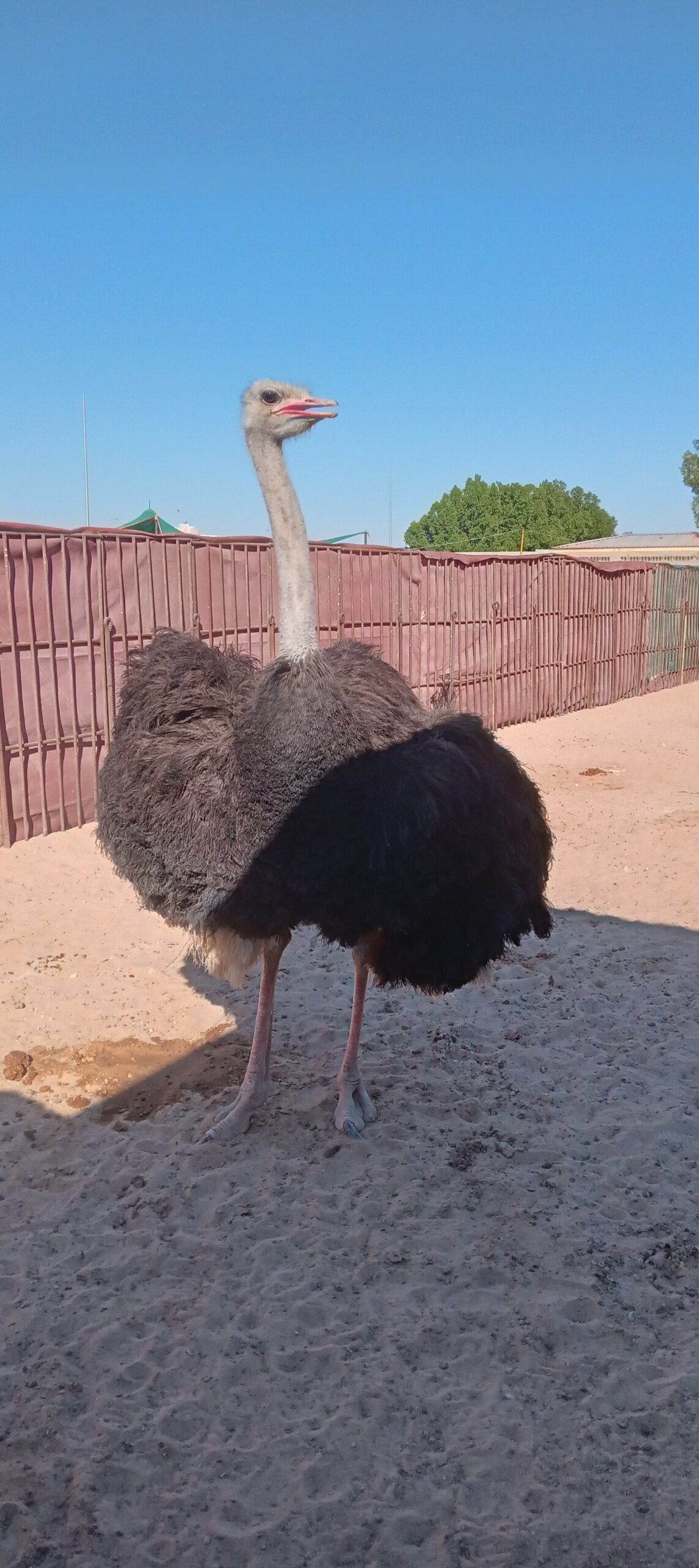 المنطقه الشرقيه مدينة السعيره