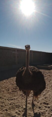المنطقه الشرقيه مدينة السعيره