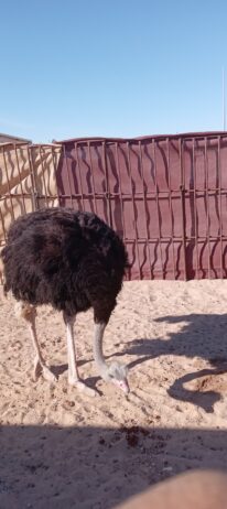 المنطقه الشرقيه مدينة السعيره