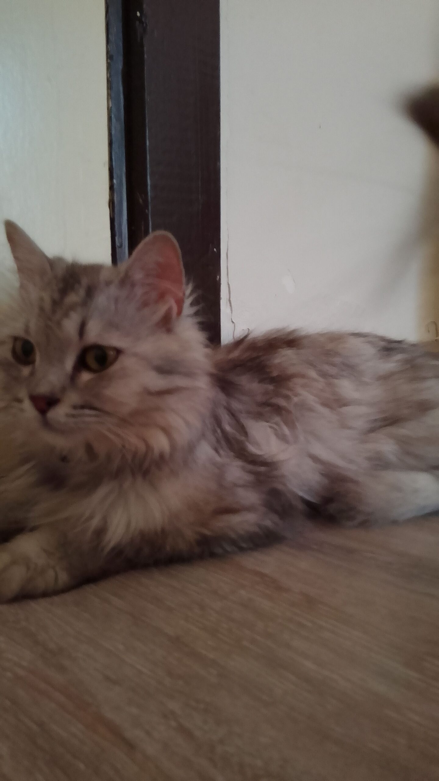 قطط للبيه تهجبن شرازي وسيامي