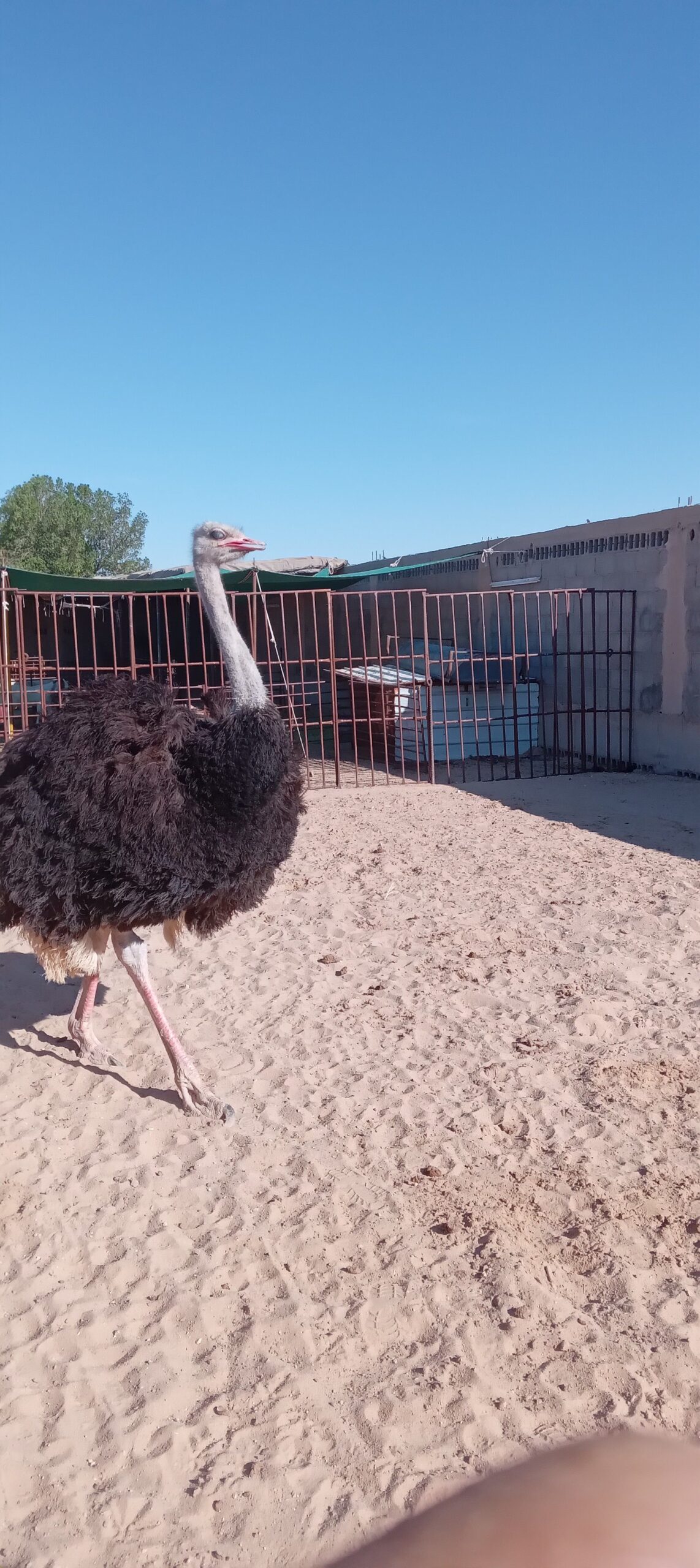 المنطقه الشرقيه مدينة السعيره