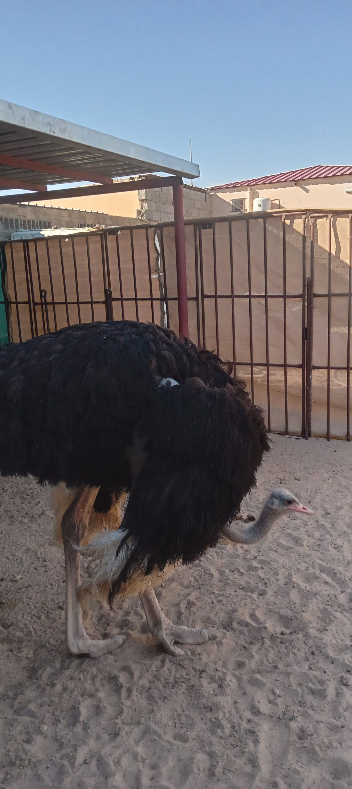 المنطقه الشرقيه مدينة السعيره