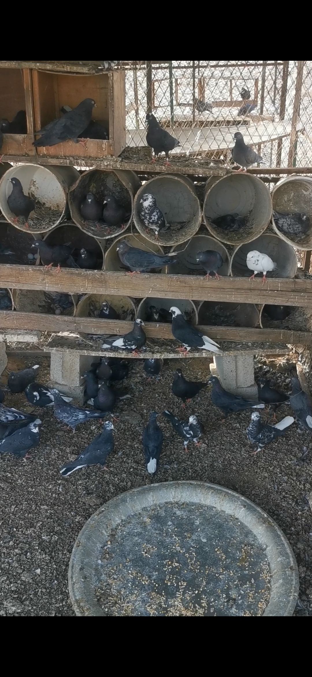 حمام قطايف فيها الكبار وفيها قاطع