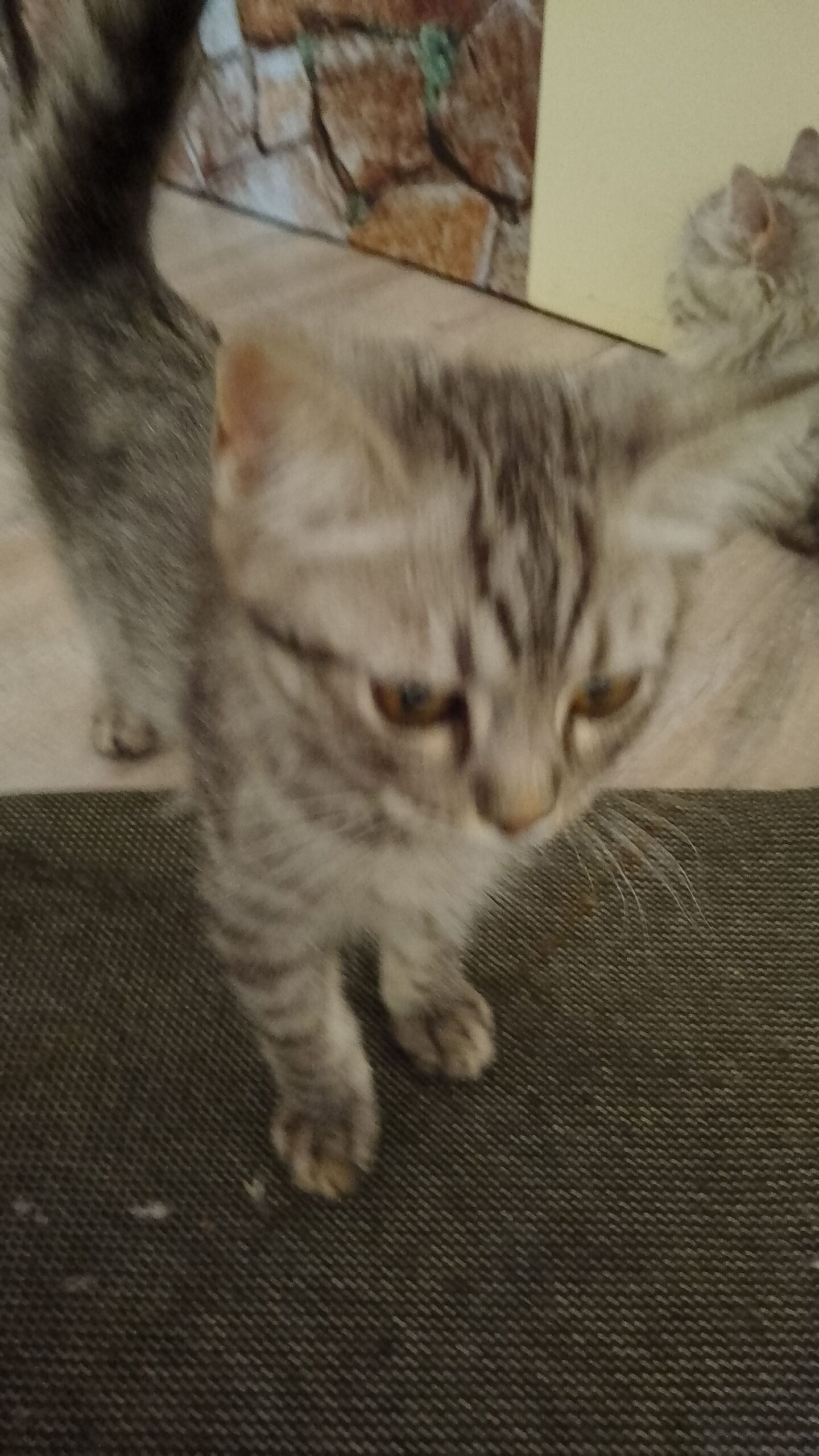 قطط للبيه تهجبن شرازي وسيامي