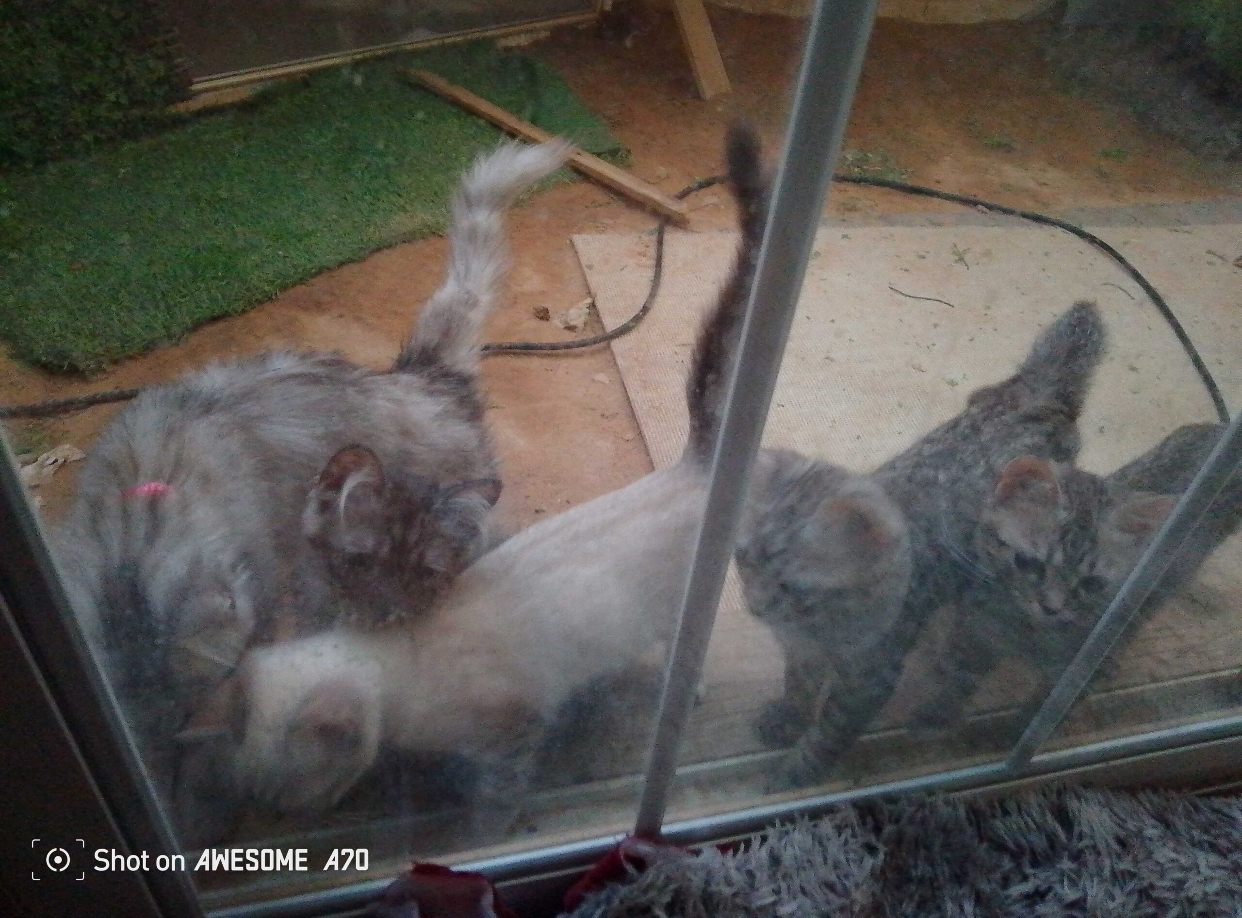 قطط للبيه تهجبن شرازي وسيامي