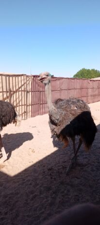 المنطقه الشرقيه مدينة السعيره