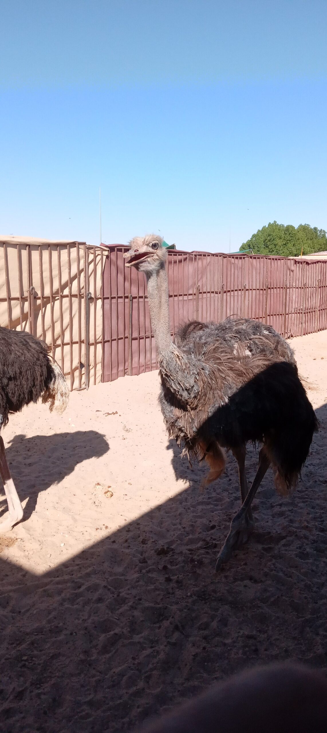 المنطقه الشرقيه مدينة السعيره