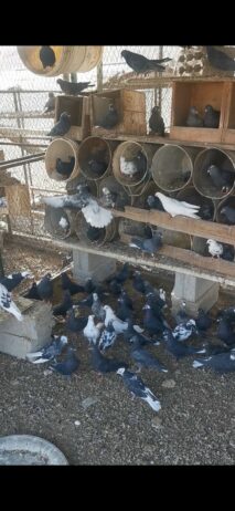 حمام قطايف فيها الكبار وفيها قاطع