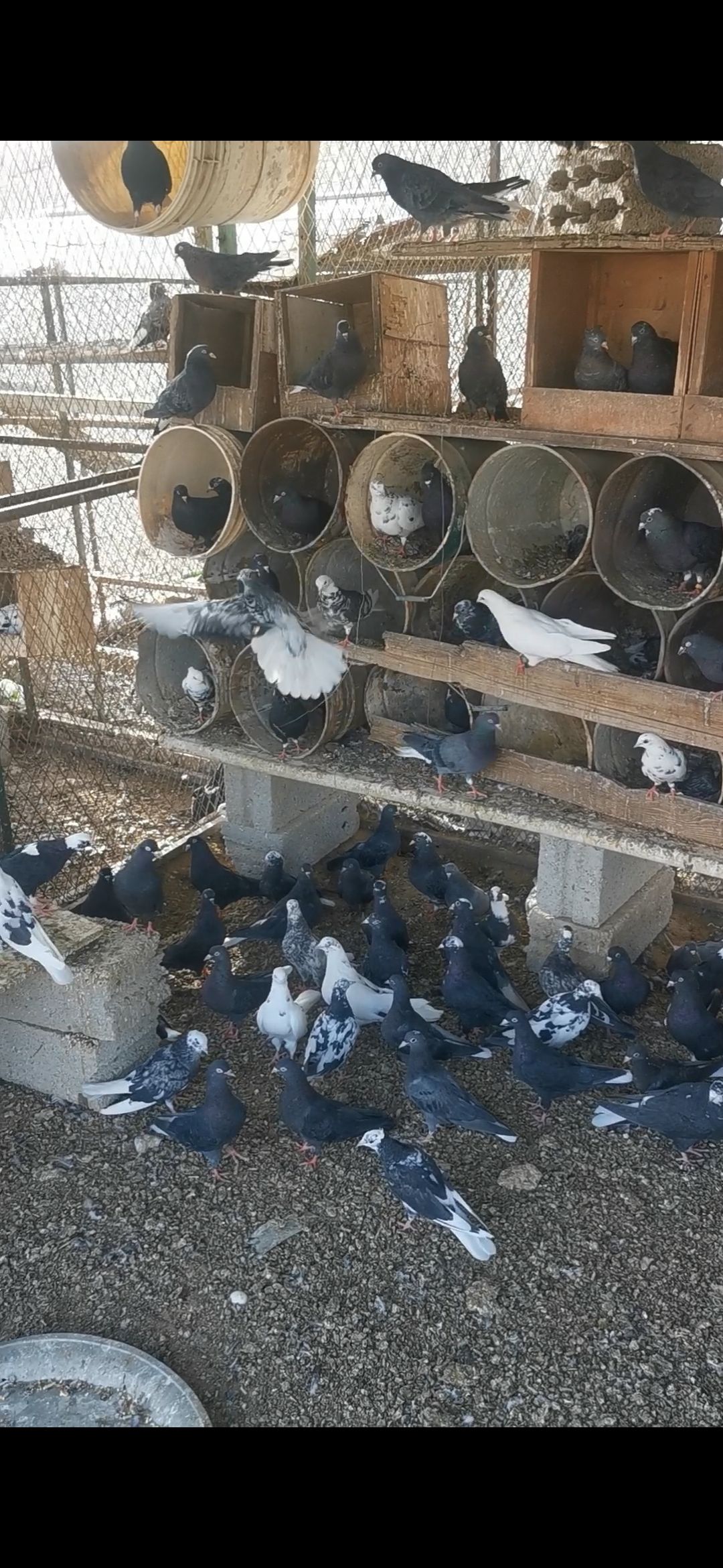 حمام قطايف فيها الكبار وفيها قاطع