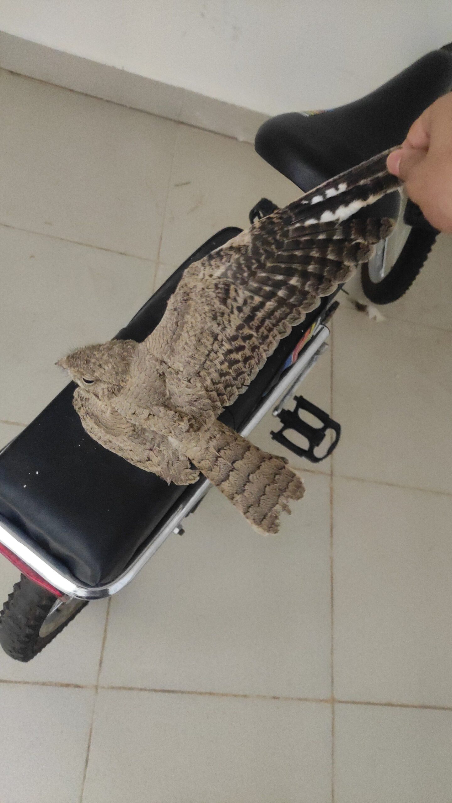 الرياض الافلاج حي العزيزه