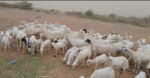 يوجد لدينا مقاني مناتيج ودفيع