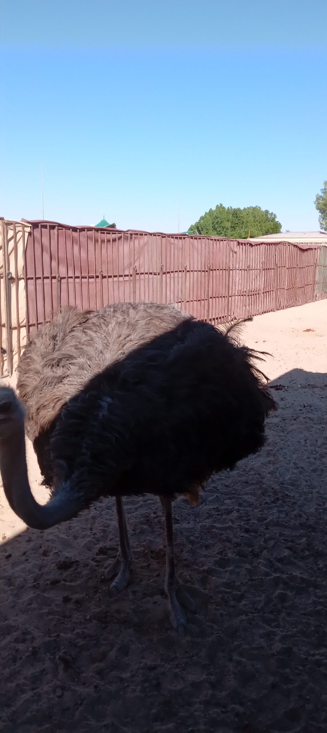 المنطقه الشرقيه مدينة السعيره