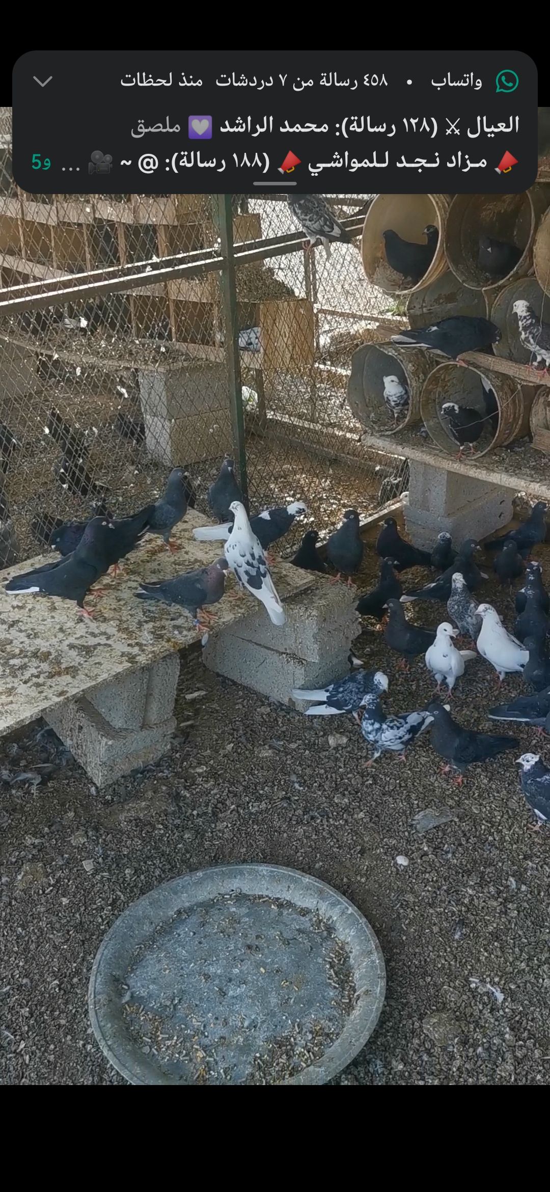 حمام قطايف فيها الكبار وفيها قاطع