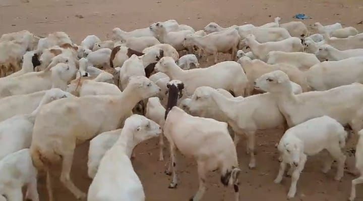 يوجد لدينا مقاني مناتيج ودفيع