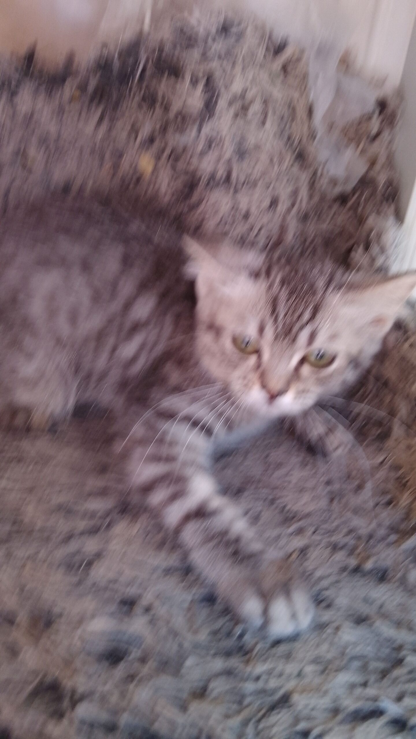 قطط للبيه تهجبن شرازي وسيامي