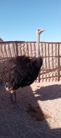 المنطقه الشرقيه مدينة السعيره