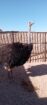 المنطقه الشرقيه مدينة السعيره