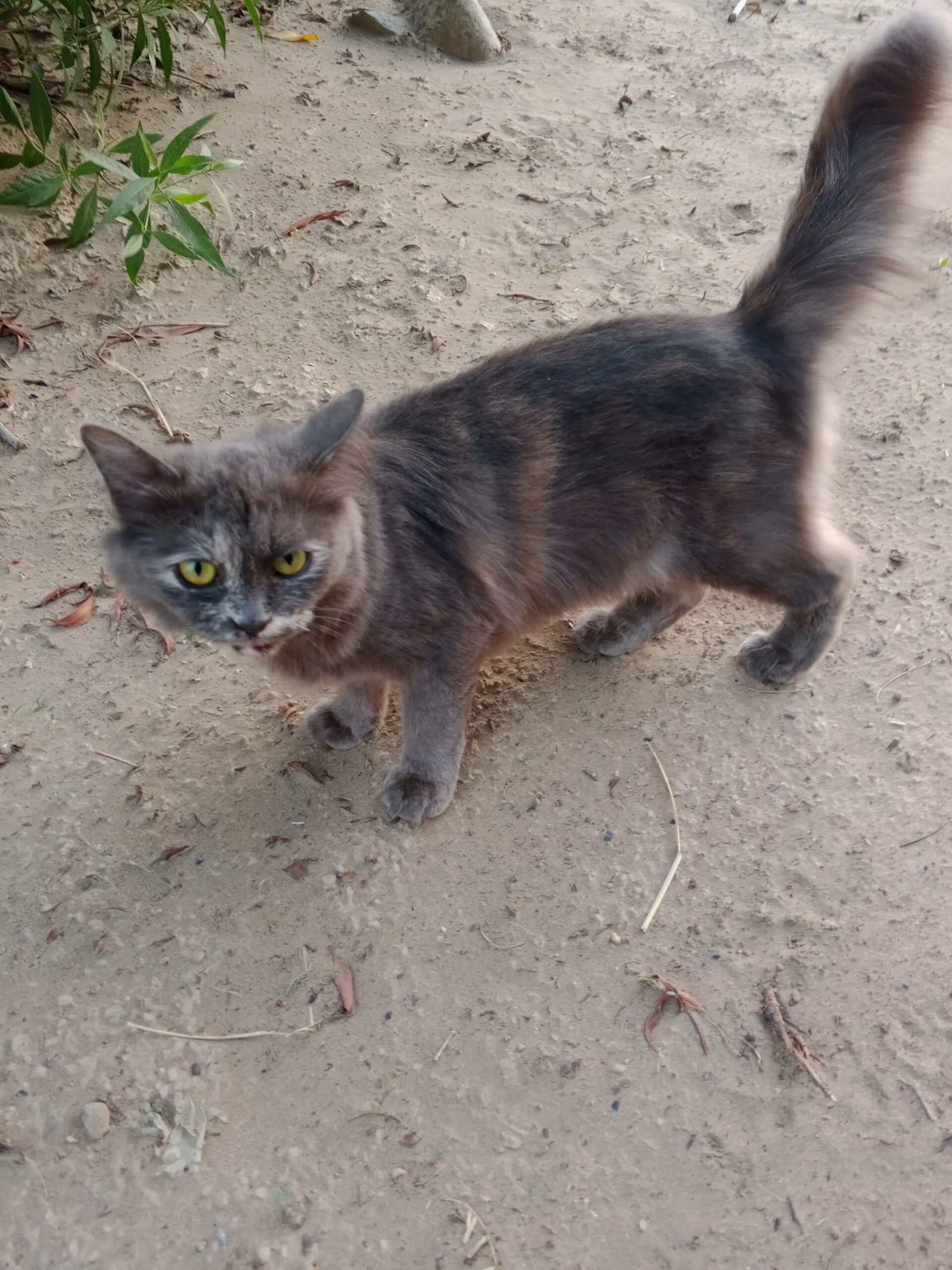 القنفذة قريه الرحمن على الخط العام