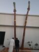 توريد زراعة واشنطونياء جميع مقاسات