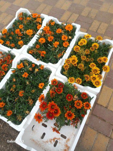 تنسيق حدائق وتعديل جميع انواع النخيل والاشجار