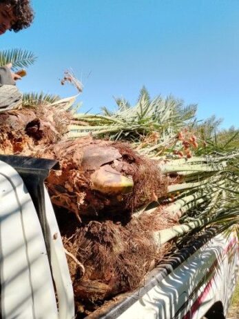 سلام عليكم ورحمة الله وبركاته نحن نعمل في قلع وغرس