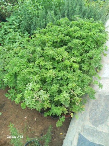 تنسيق حدائق وتعديل جميع انواع النخيل والاشجار