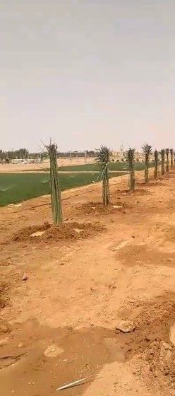 تنسيق حدائق وتعديل جميع انواع النخيل والاشجار