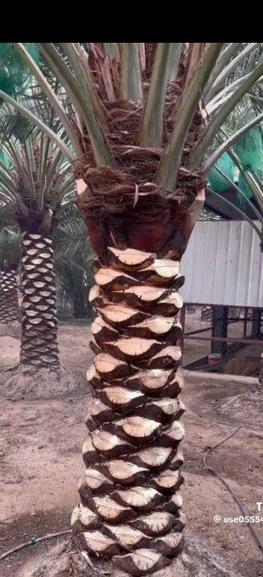 تنسيق حدائق وتعديل جميع انواع النخيل والاشجار