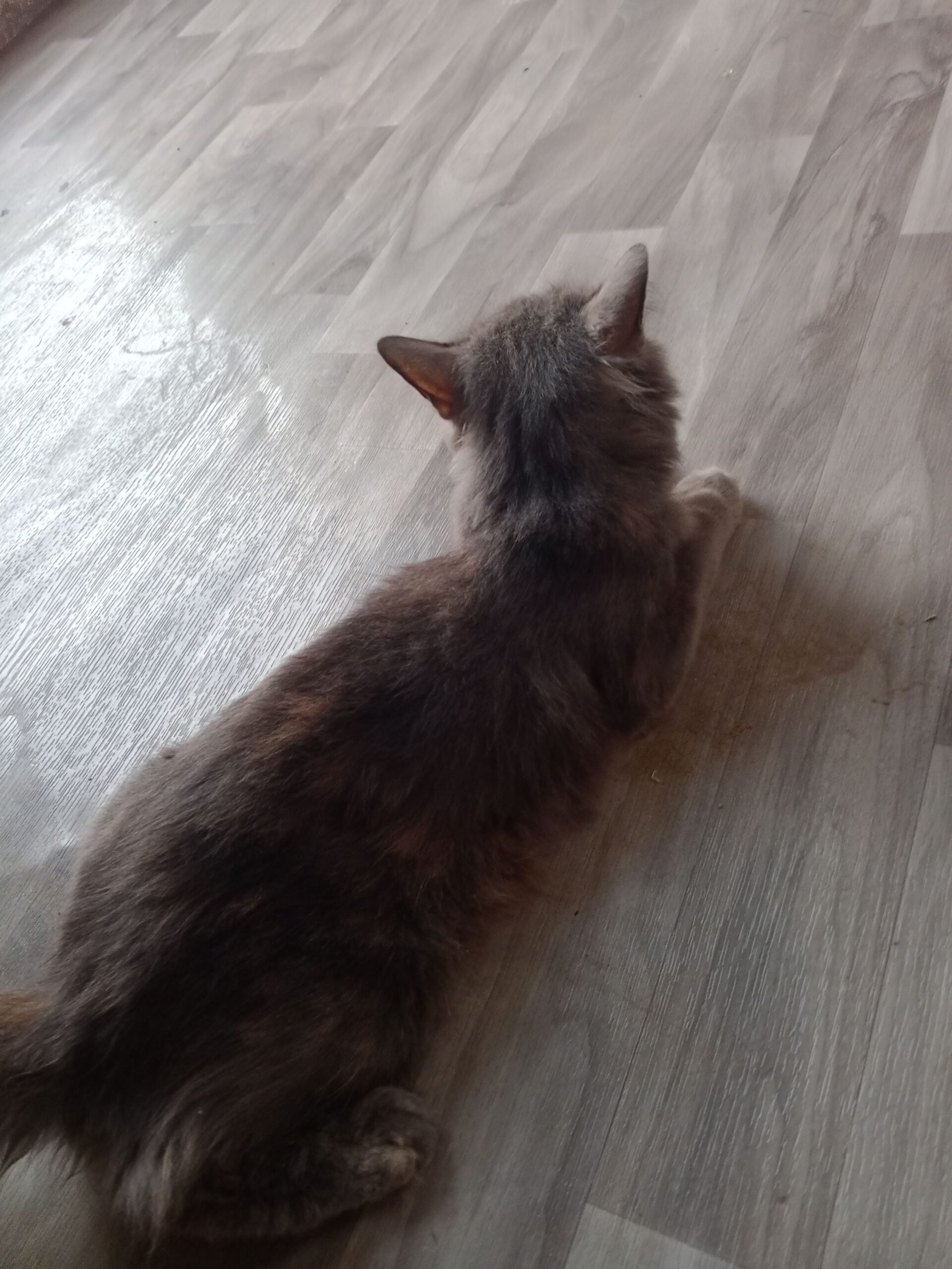 القنفذة قريه الرحمن على الخط العام