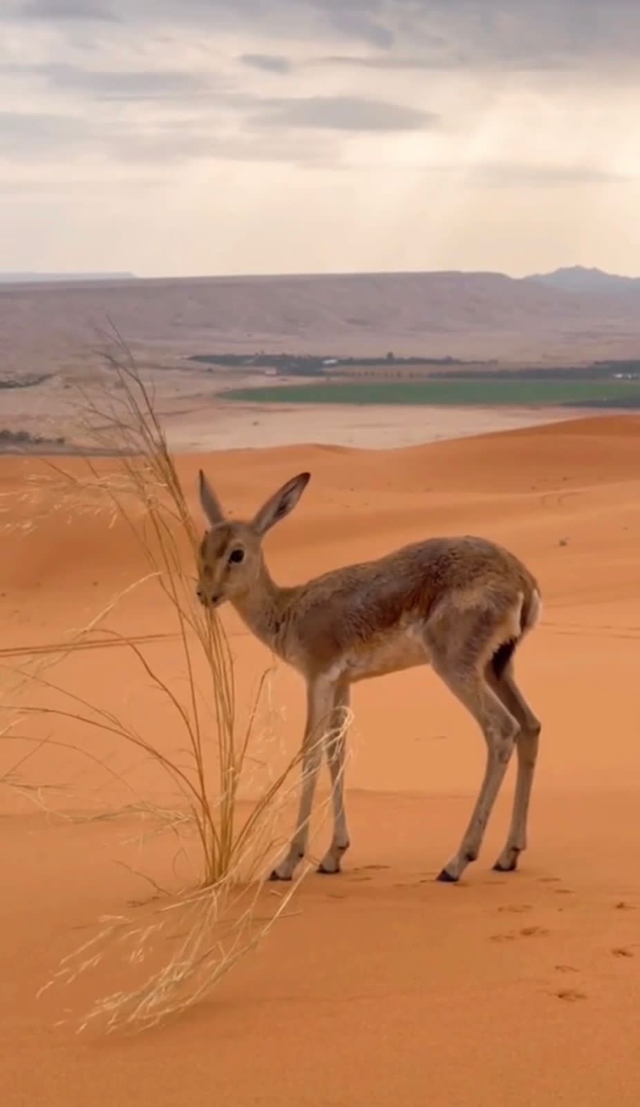 غزال الريم للبيع