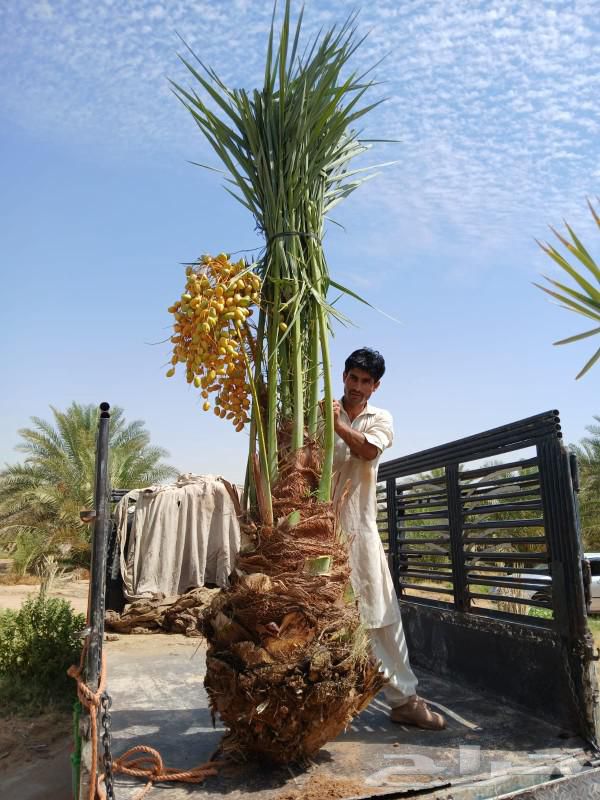 مقاول شبوك ونخيل