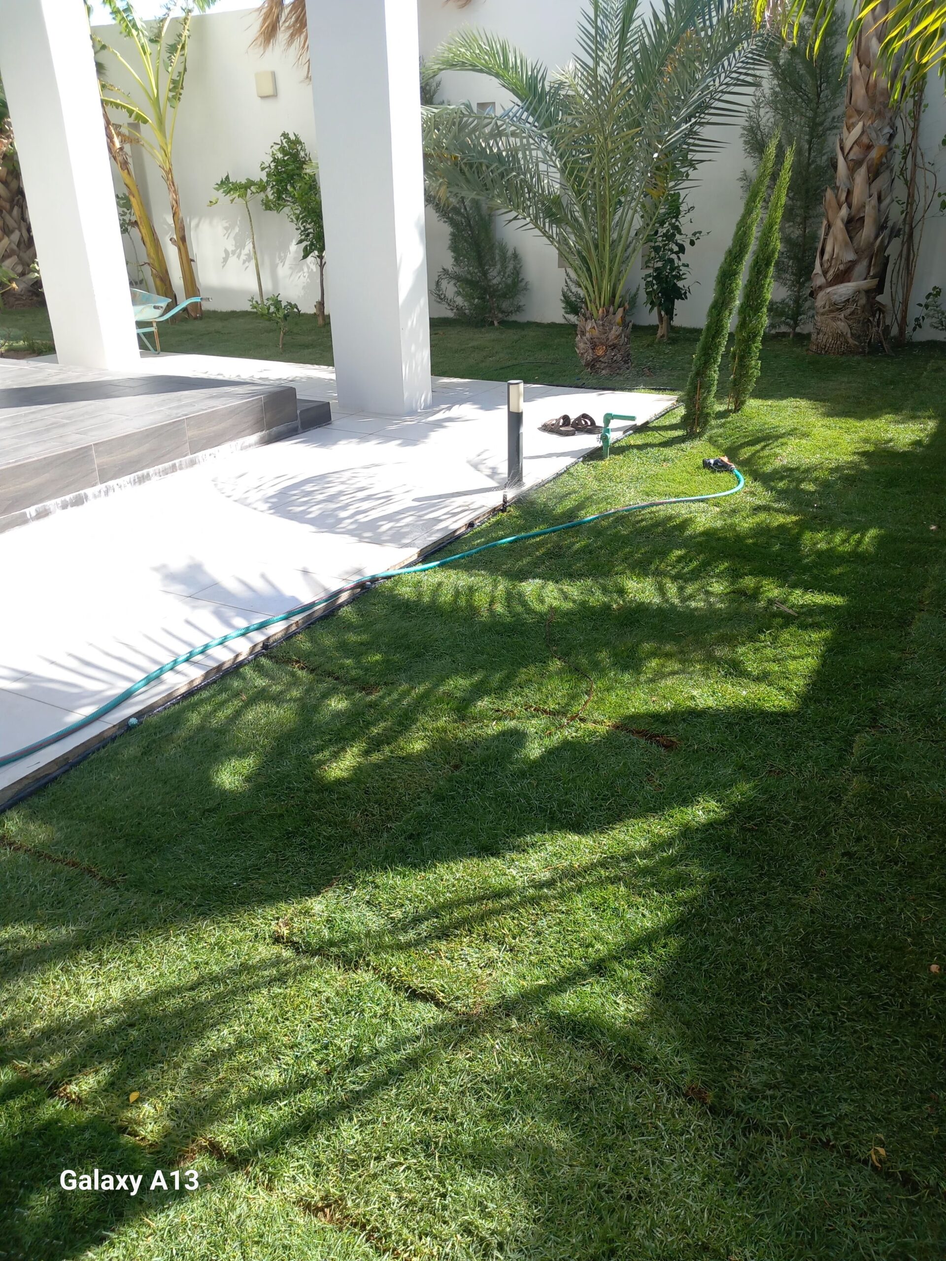 تنسيق حدائق وتعديل جميع انواع النخيل والاشجار