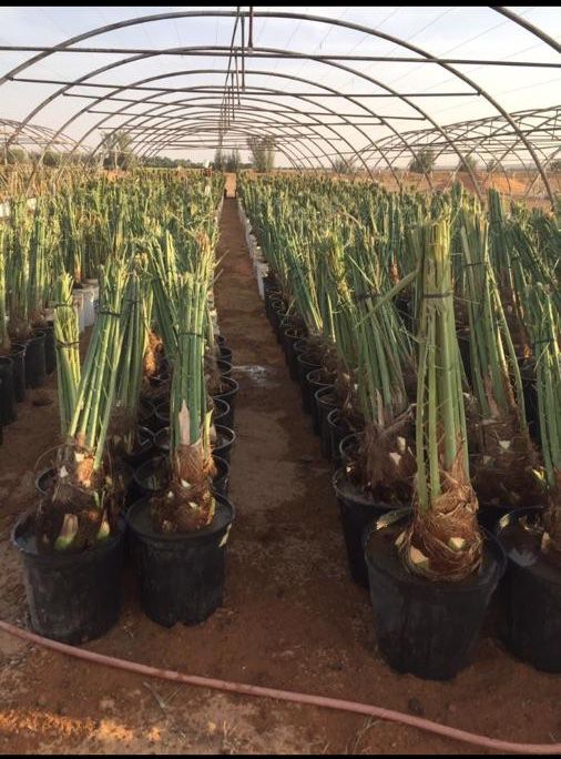 مقاول شبوك ونخيل