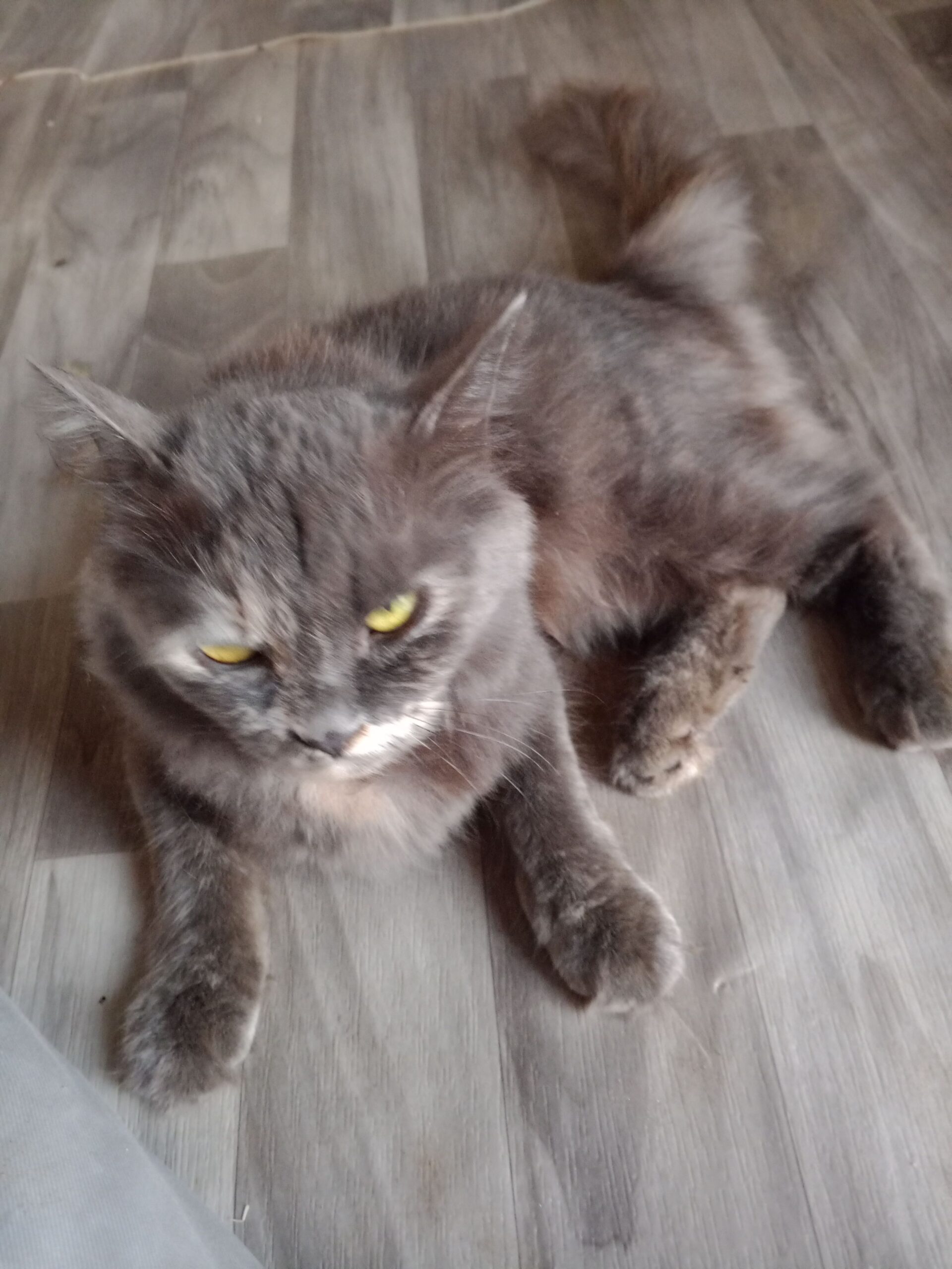 القنفذة قريه الرحمن على الخط العام