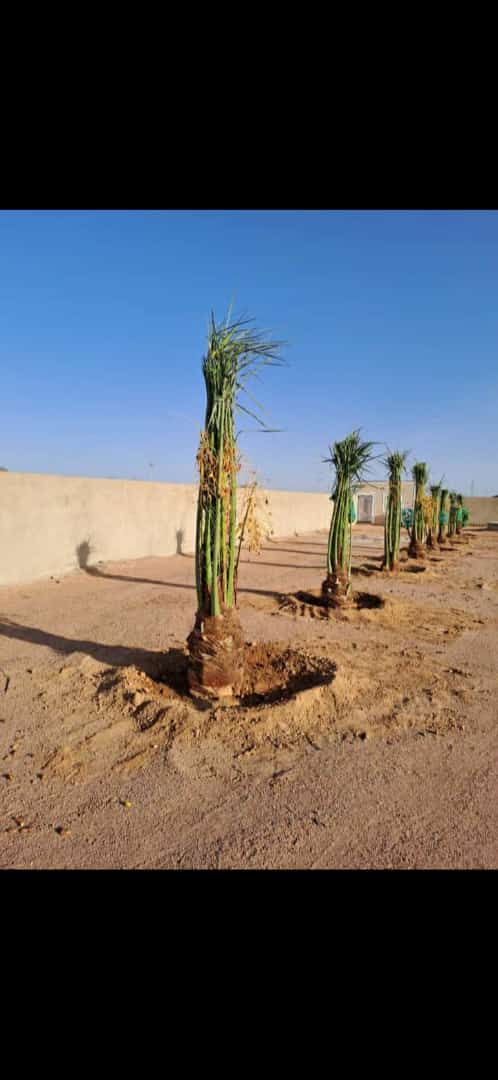 سلام عليكم ورحمة الله وبركاته نحن نعمل في قلع وغرس