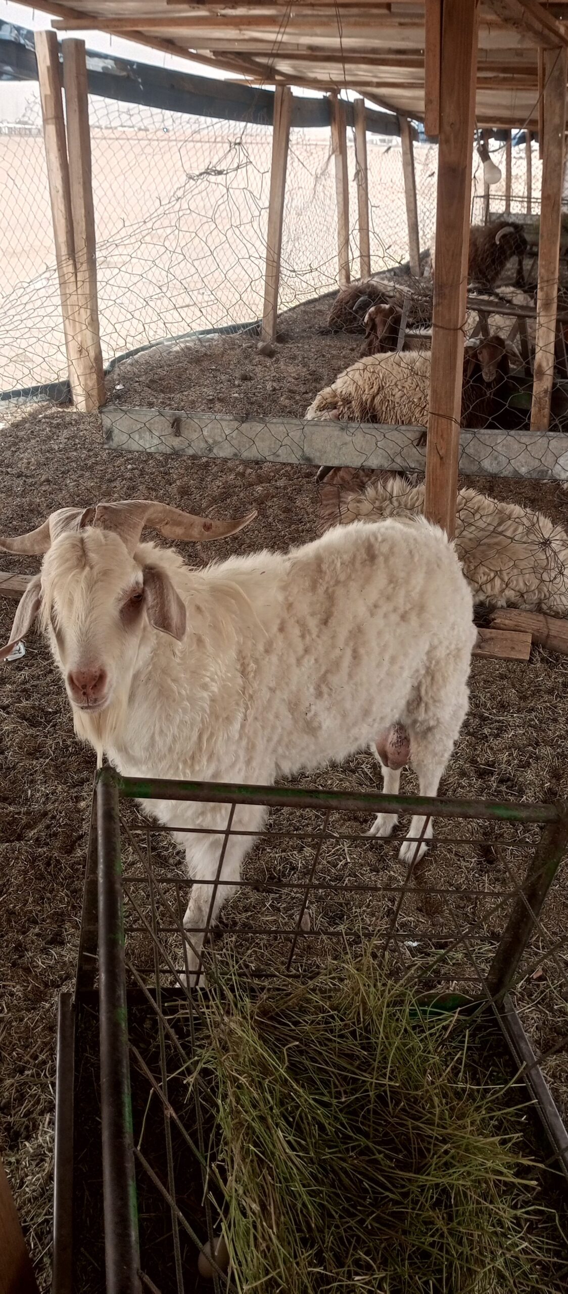 تيس سانين سويسري نسبة عالية