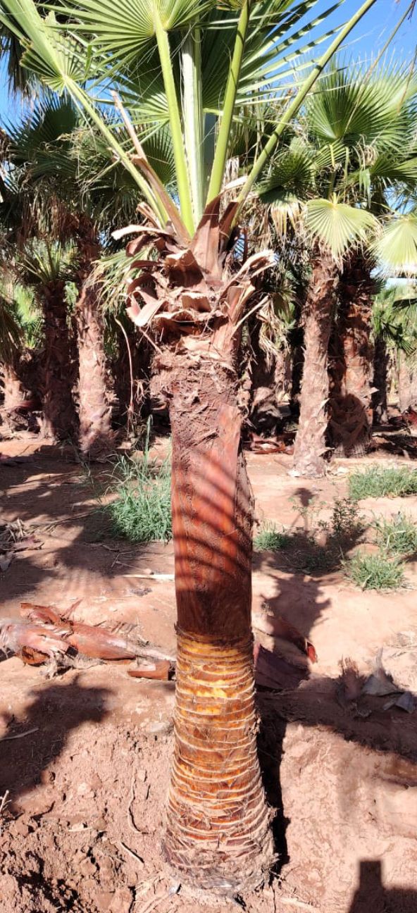 نخيل للبيع مثمر