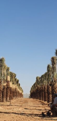 للمقاولات النخيل الوشنط والعربي