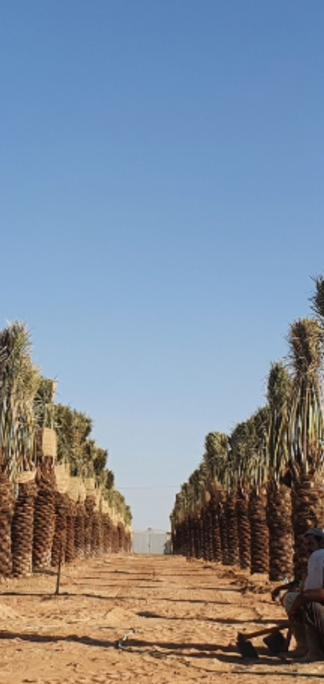 للمقاولات النخيل الوشنط والعربي