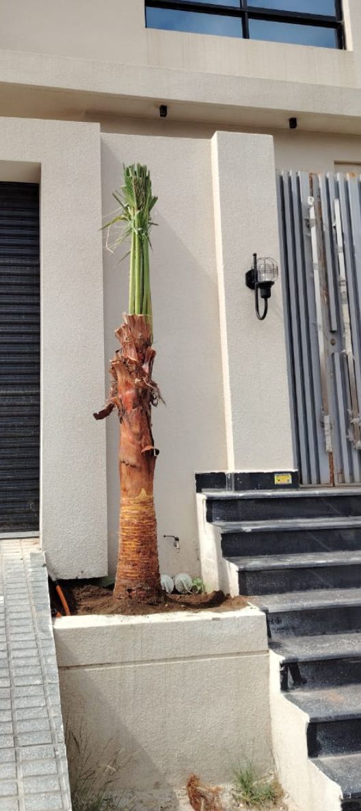 نخيل للبيع مثمر