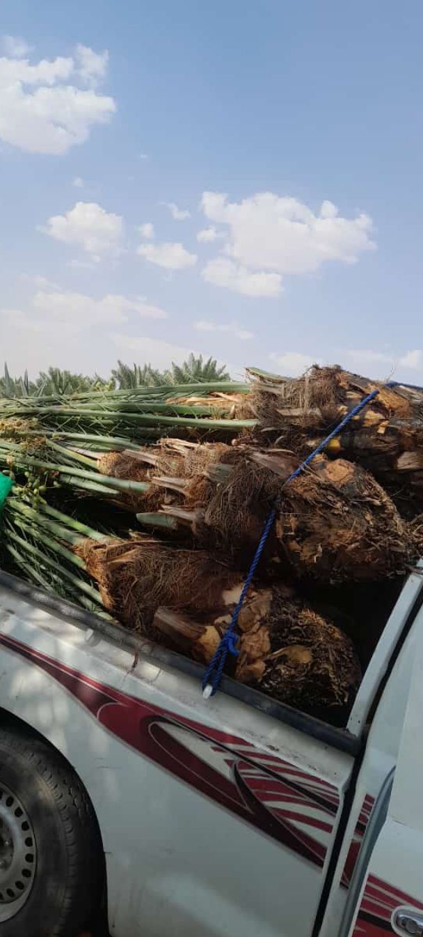 نخيل للبيع مثمر