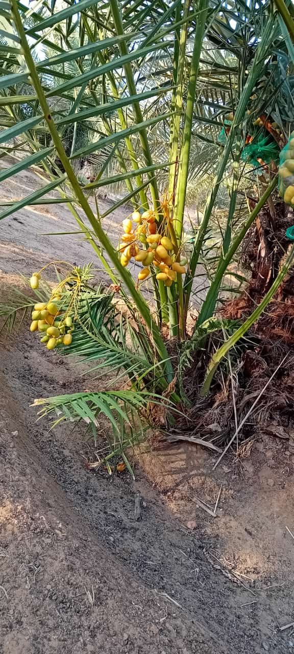 متوجد لدينا جميع انواع انخل سكري اخلاص برحي روثان