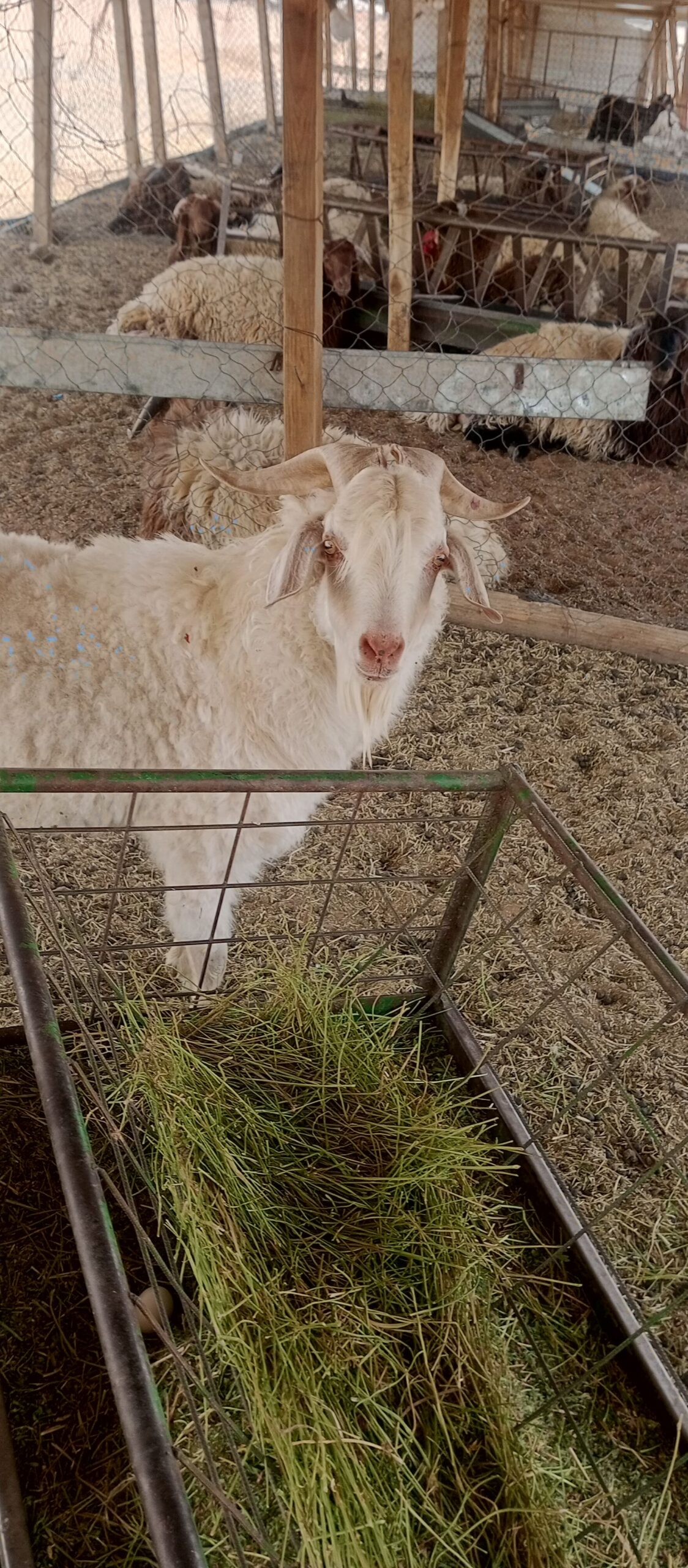 تيس سانين سويسري نسبة عالية