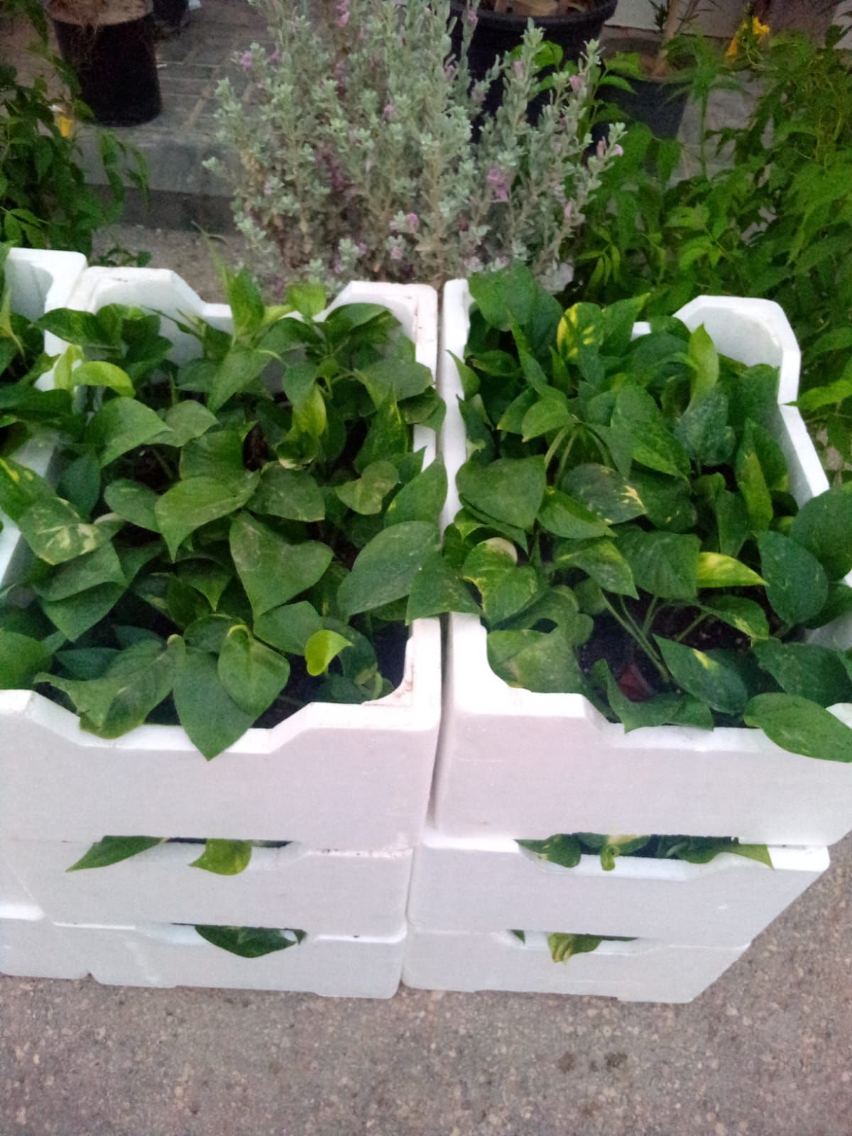 تنسيق الحدايق وزراعة الزهوروالورد