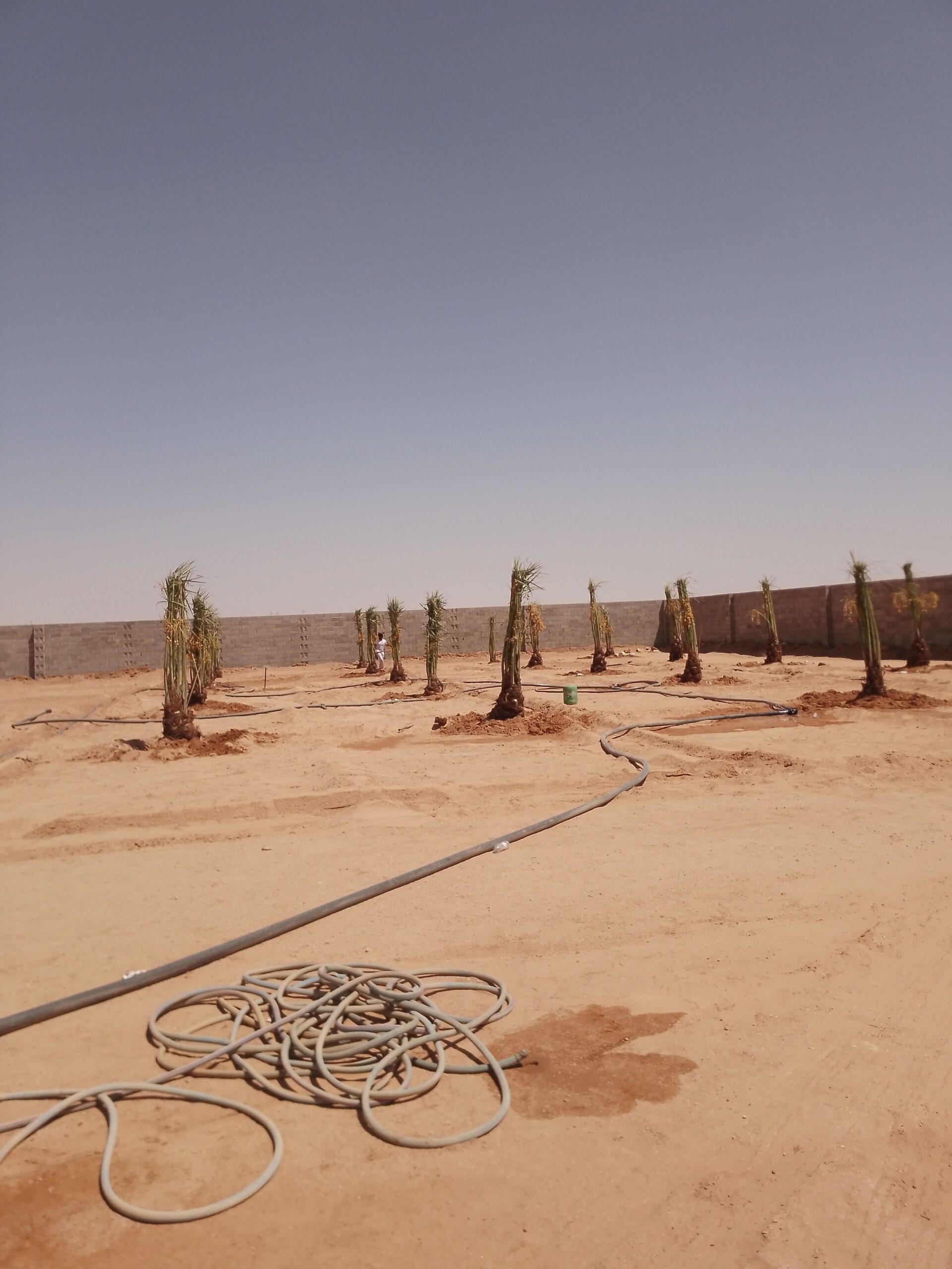 متوجد لدينا جميع انواع انخل سكري اخلاص برحي روثان