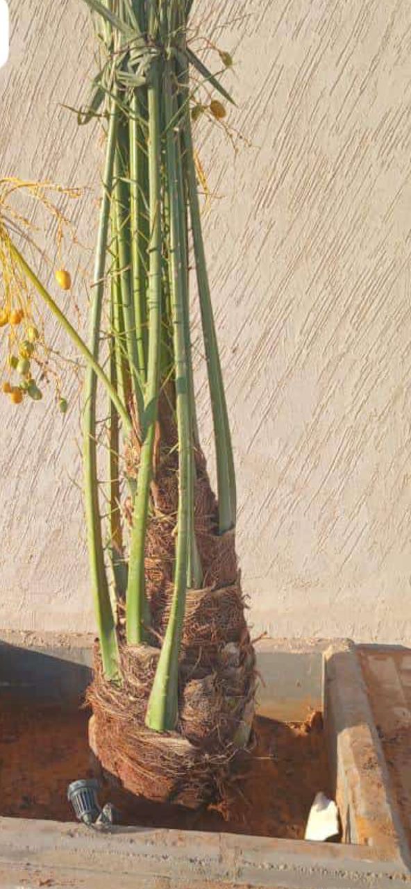 نخيل مثمر للبيع